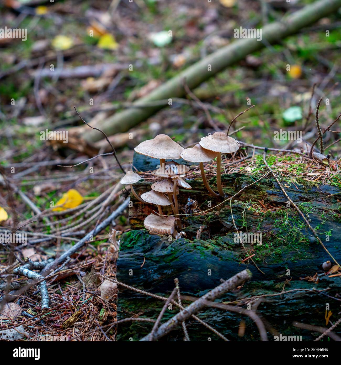 Nahaufnahme des Bonnet Pilzes (Mycena galericulata) Stockfoto