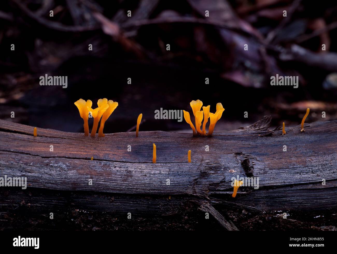 Orangengeleepilze, die auf einem faulen Baumstamm wachsen, Sarawak, Borneo, Ostmalaysien Stockfoto