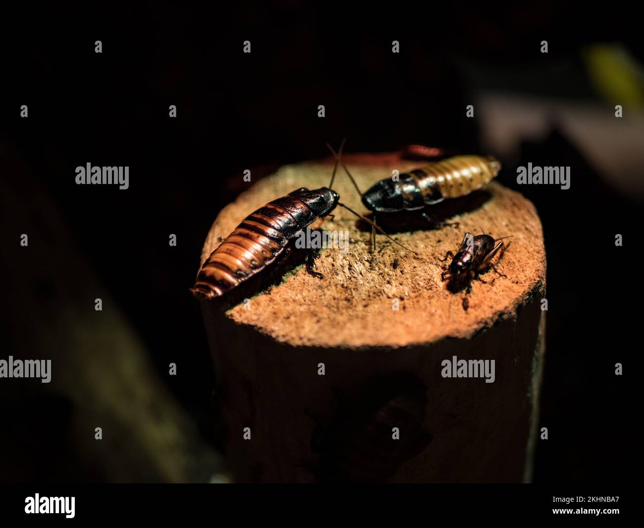 Kakerlaken blattodea -Fotos und -Bildmaterial in hoher Auflösung – Alamy