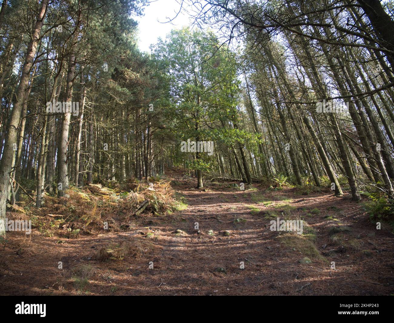 Forest North Yorkshire Moors Stockfoto