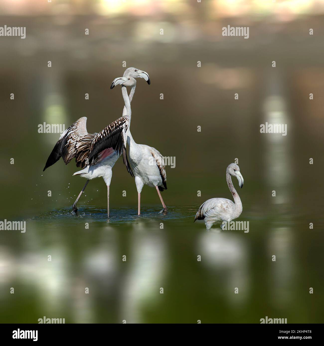 Ein Liebestanz mit einem kleinen Eindringling. Sultanat von Oman: DIESE WUNDERSCHÖNEN Bilder zeigen zwei Flamingos, die beweisen, dass zwei Köpfe wirklich besser sind als einer. O Stockfoto