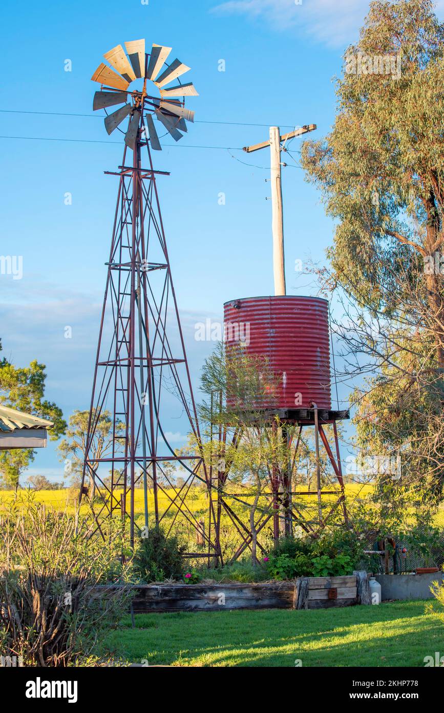 Eine alte Windmühle überragt weit entfernte Bäume in einer Koppel voller gelber Rübenkraut, perfekt für das Grasen von Schafen auf einer Farm im Nordwesten von NSW, Australien Stockfoto