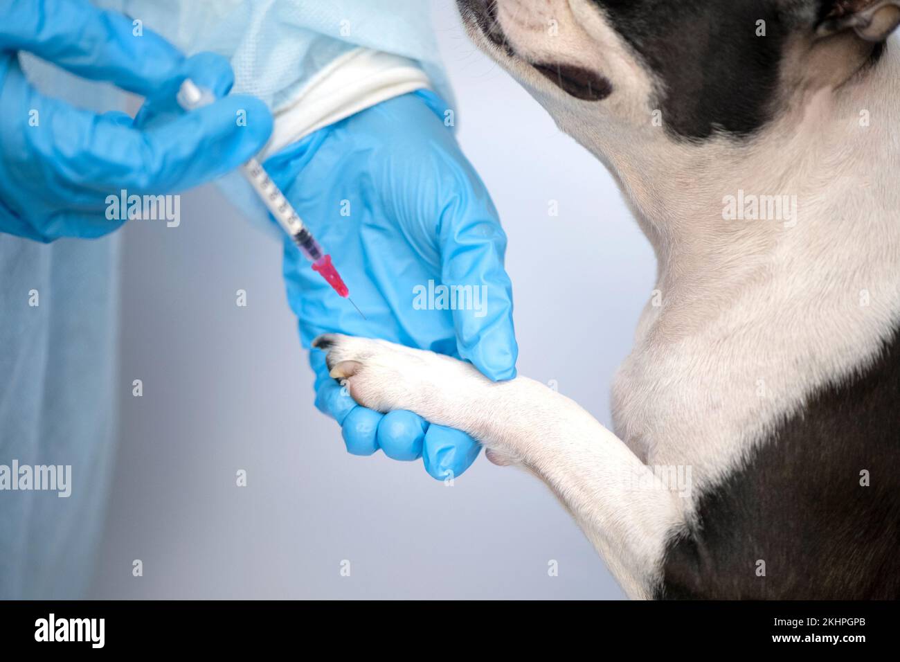 boston Terrier PET Dog auf Empfang beim Tierarzt in der Tierklinik. Tierpflegekonzept. Veterinäramt. Stockfoto