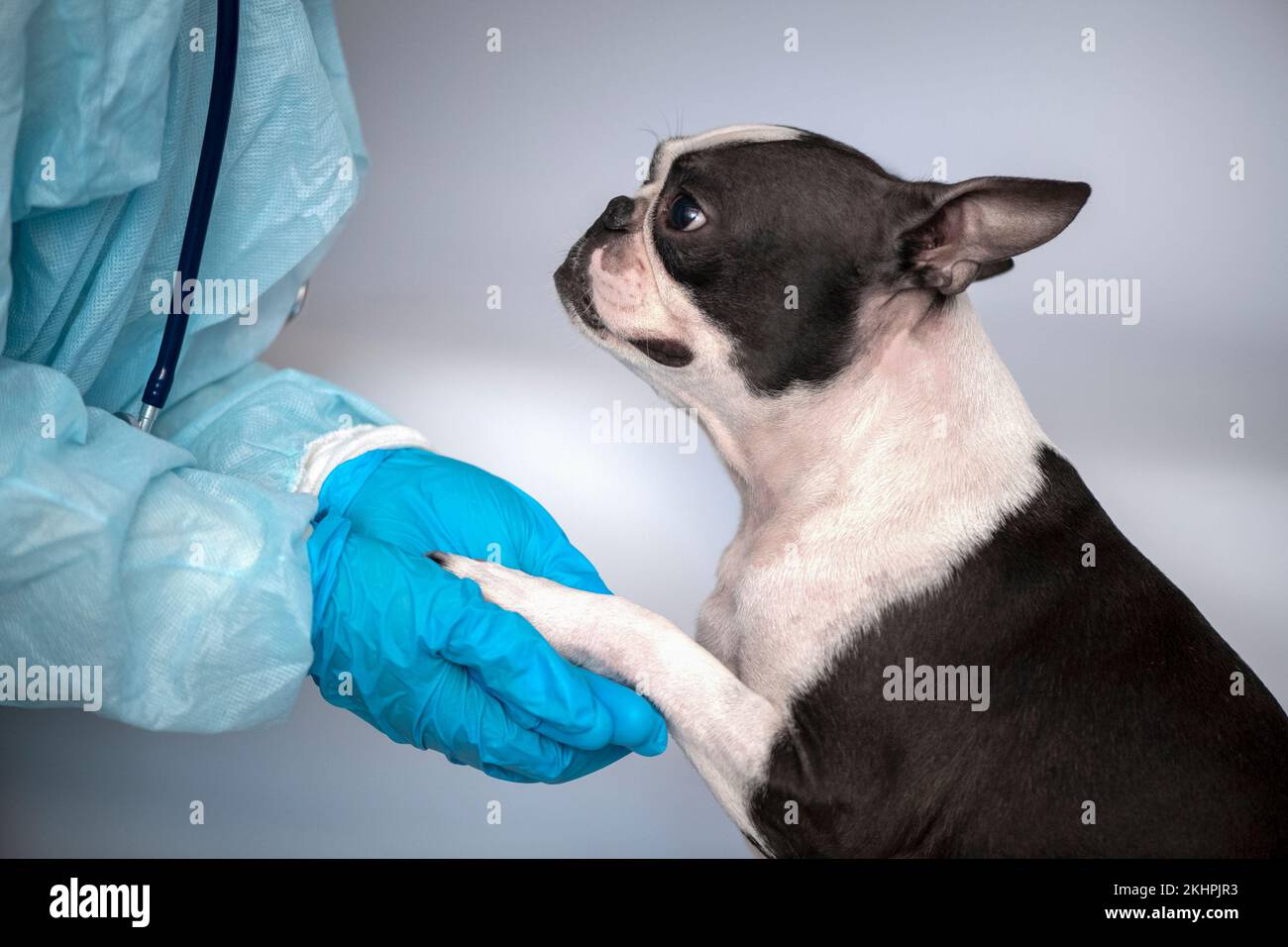 boston Terrier PET Dog auf Empfang beim Tierarzt in der Tierklinik. Tierpflegekonzept. Veterinäramt. Stockfoto