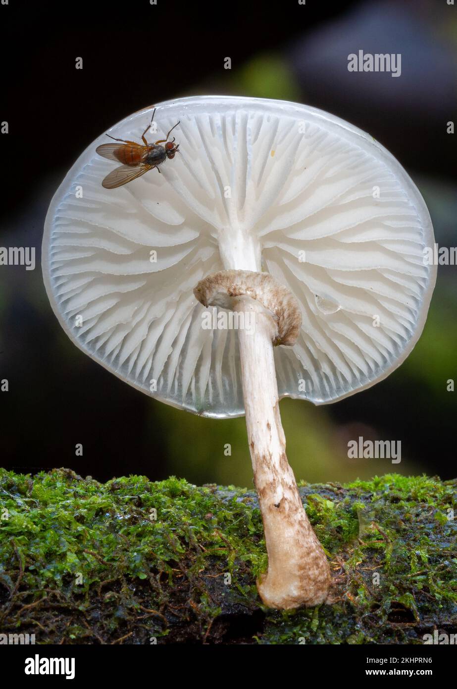 Porzellanpilze plus Fliege Stockfoto