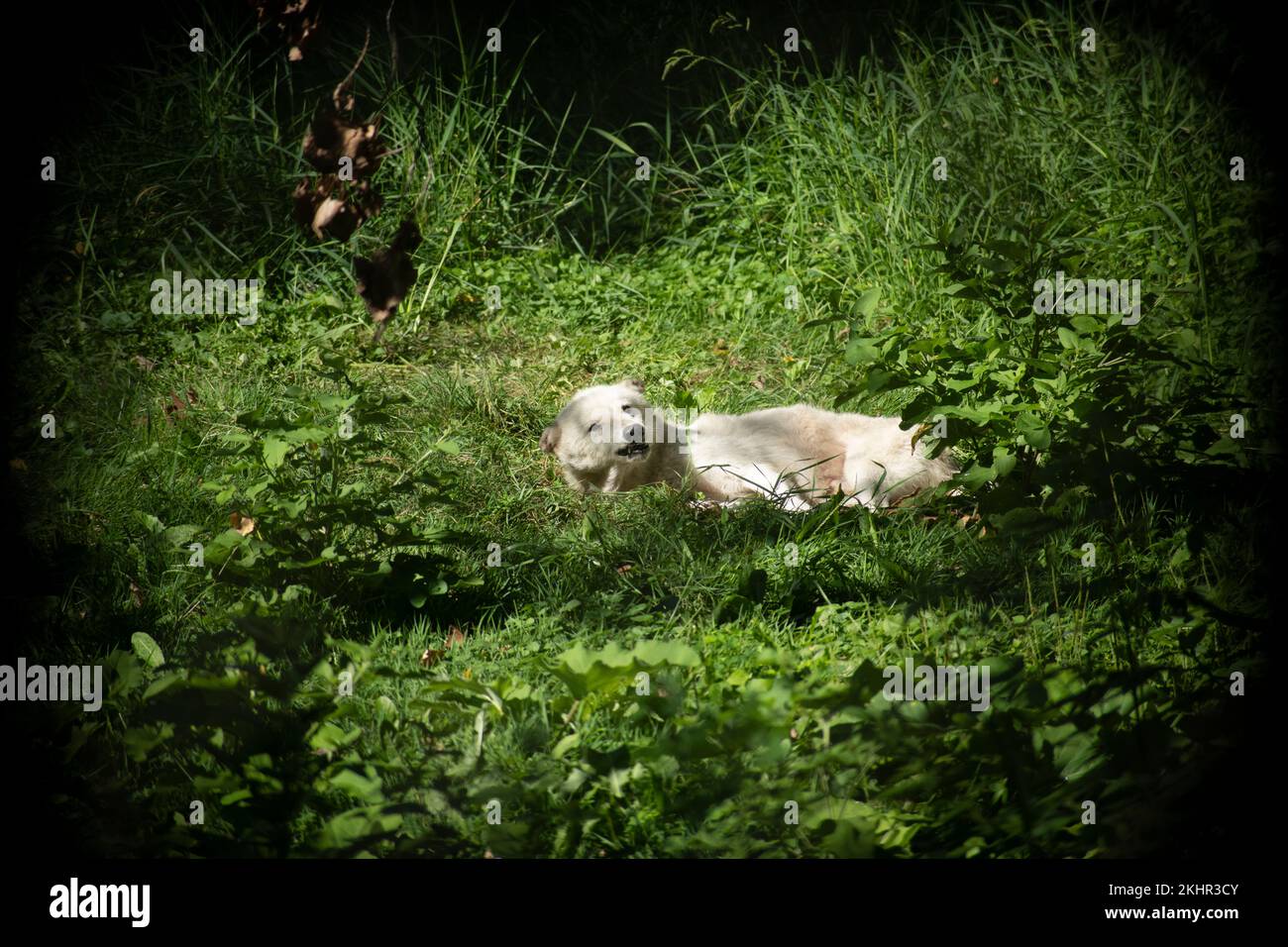 Ein fauler, müder Wolf, der im Gras lag Stockfoto