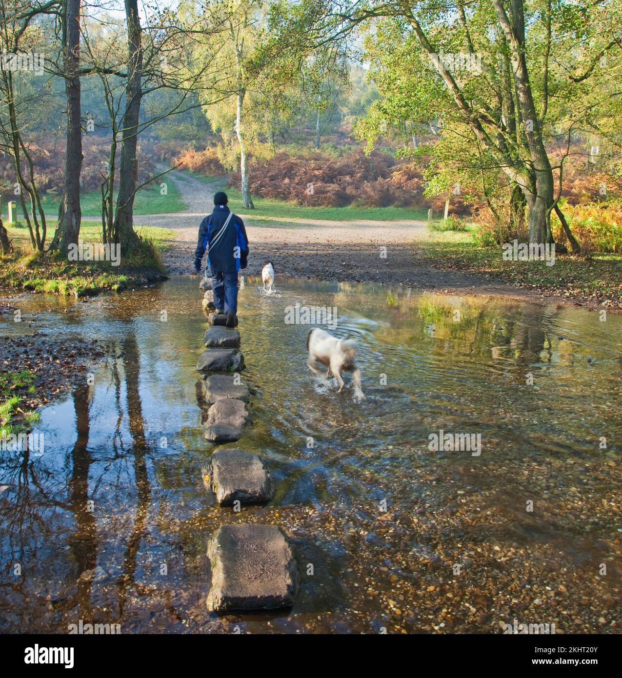 Herbstliche Stepping Stones über Sher Brook, Sherbrook Valley, Cannock Chase AONB (Gebiet von außergewöhnlicher natürlicher Schönheit) in Staffordshire England, Großbritannien Stockfoto