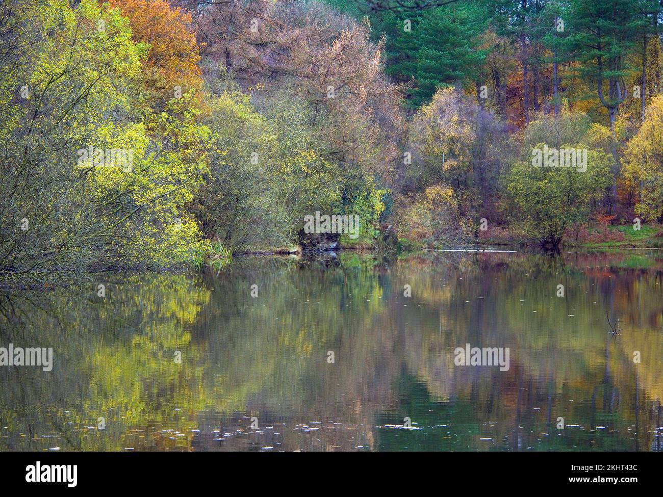 Waldgebiete im Herbst rund um Fair Oak Pools mit Farbtönen und Farbtönen, die auf dem Wasser der Bäume im Cannock Chase Forest reflektieren Stockfoto