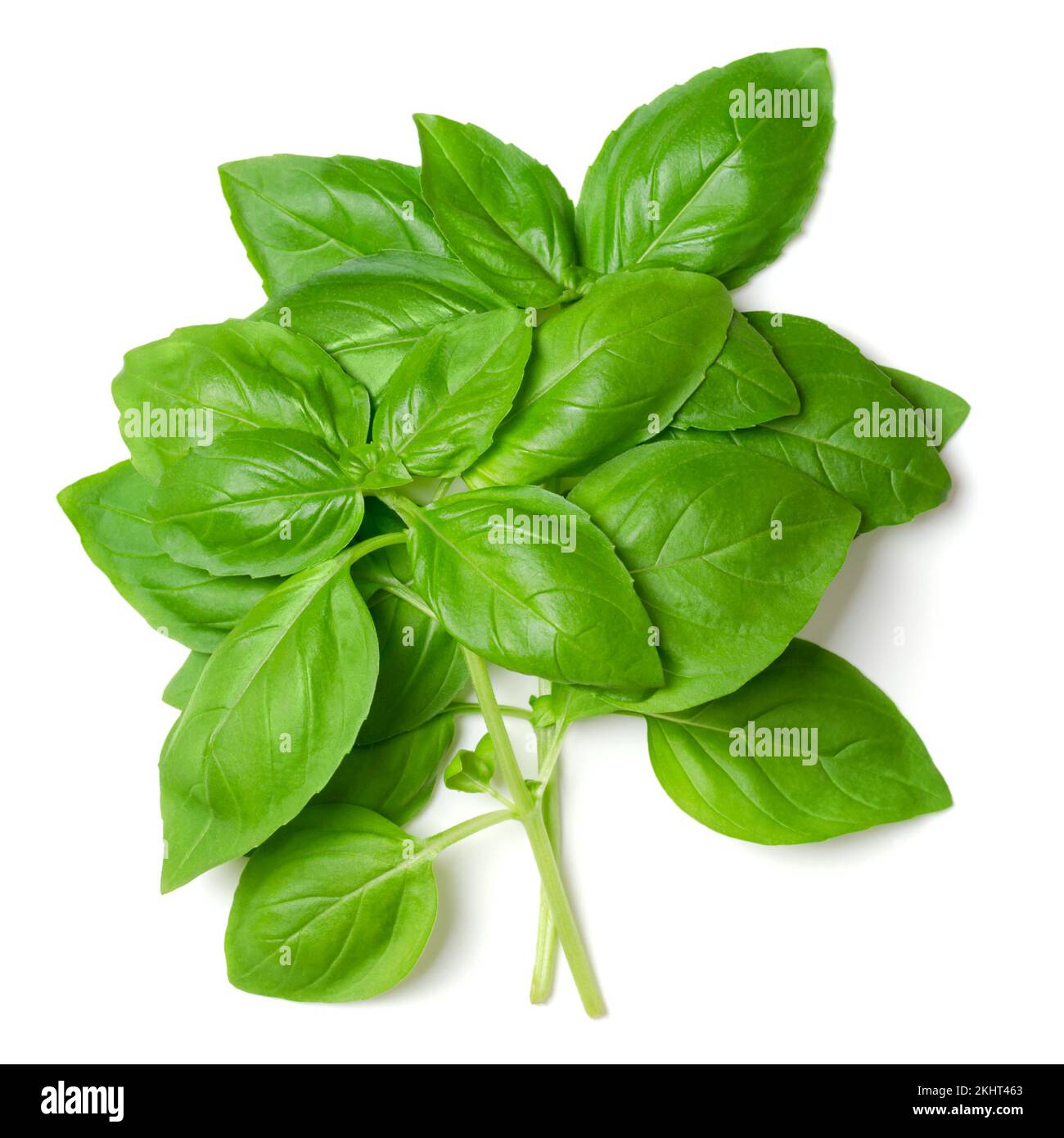 Ein Haufen frisches, süßes Basilikum von oben. Ocimum basilicum, ein kulinarisches Kraut aus der Minzfamilie Lamiaceae, auch bekannt als Grosses oder Genovesisches Basilikum. Stockfoto