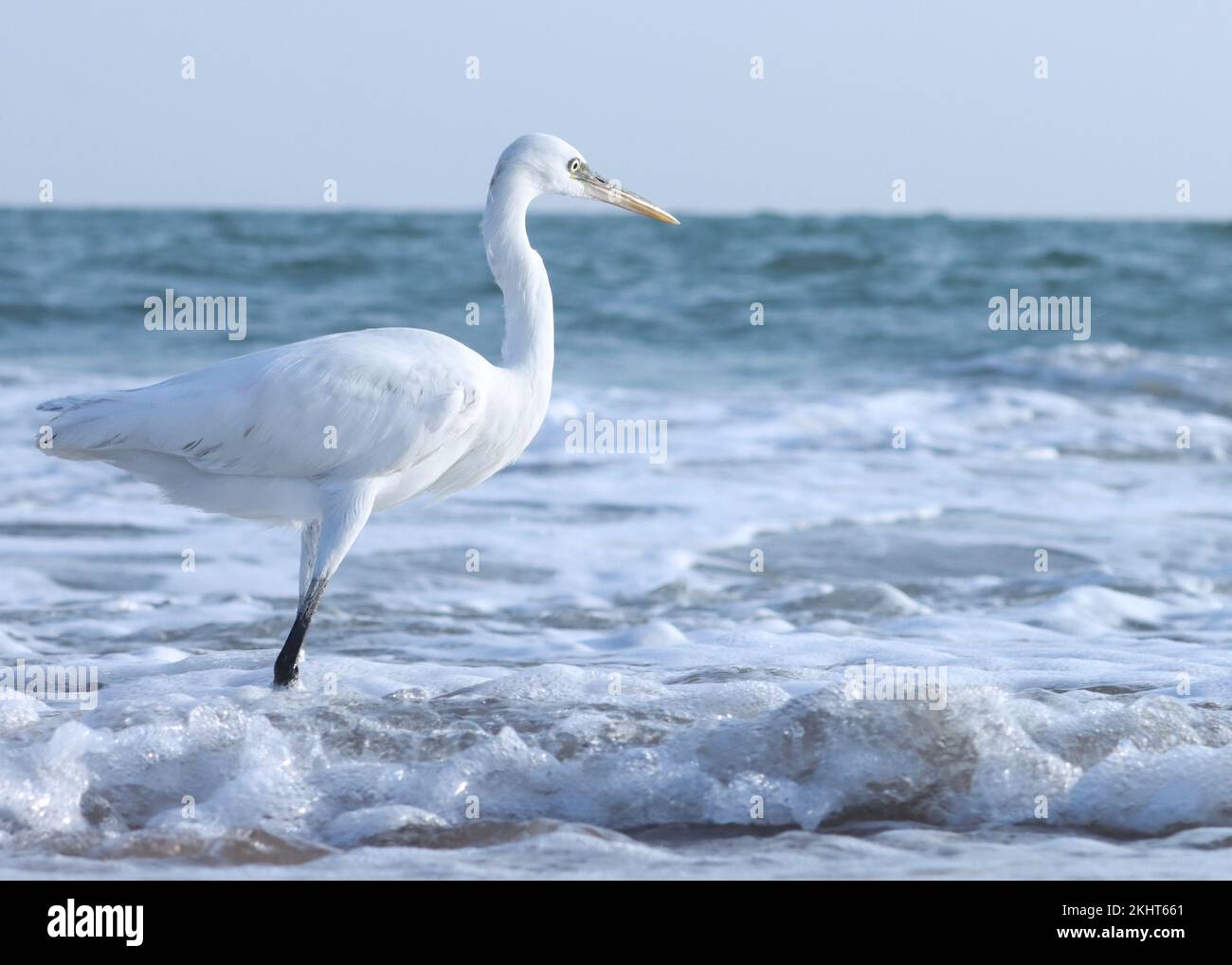 Weißeiervögel waten im Ozeanwasser. Vogel am Strand. wasservogel. Weißer Vogel in der Natur. Nahaufnahme der Reiher. Stockfoto