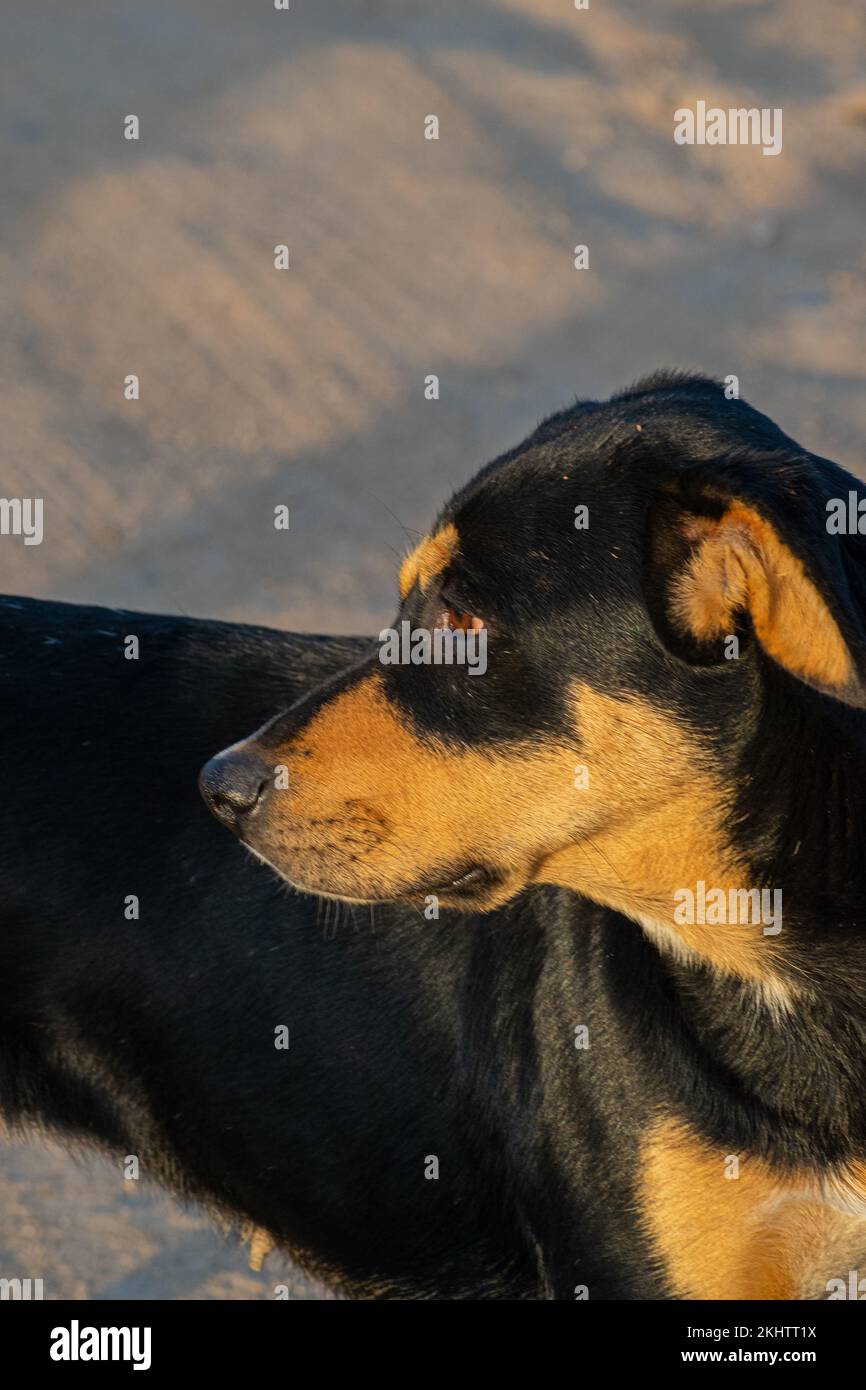 Ein vertikales Bild von einem schwarzen und beigen Rottweiler-Hund, der nach links schaut Stockfoto