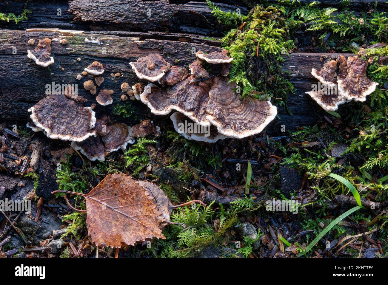 Der Brackelpilz Gloeophyllum sepiarium mit seiner weißen Wachstumszone auf verrottendem Holz in der Nähe von Aira Force, Lake Ullswater, Cumbria, Vereinigtes Königreich Stockfoto