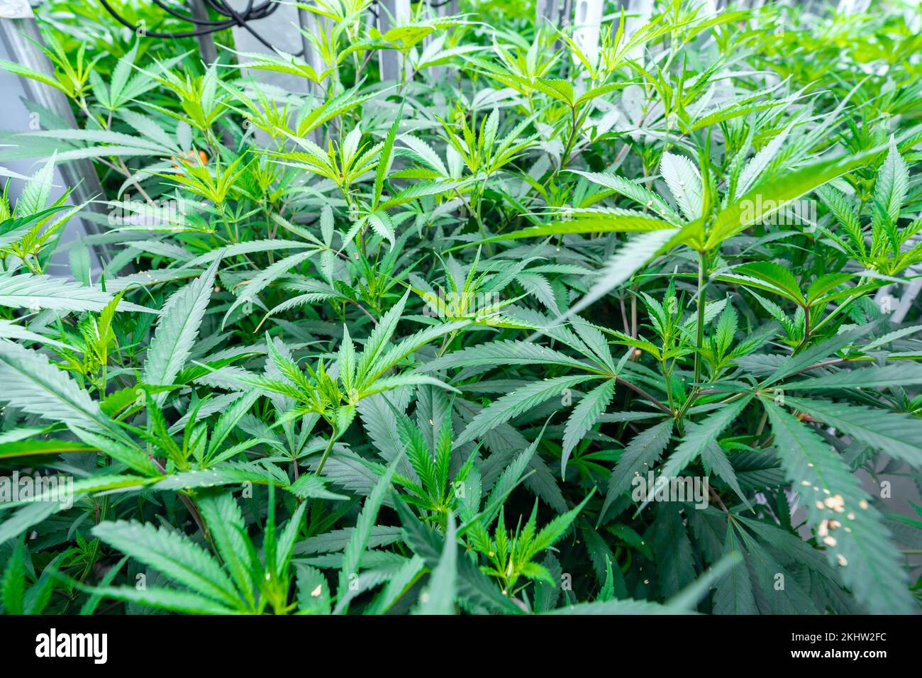 Cannabispflanzen reifen unter künstlichem Licht Stockfoto