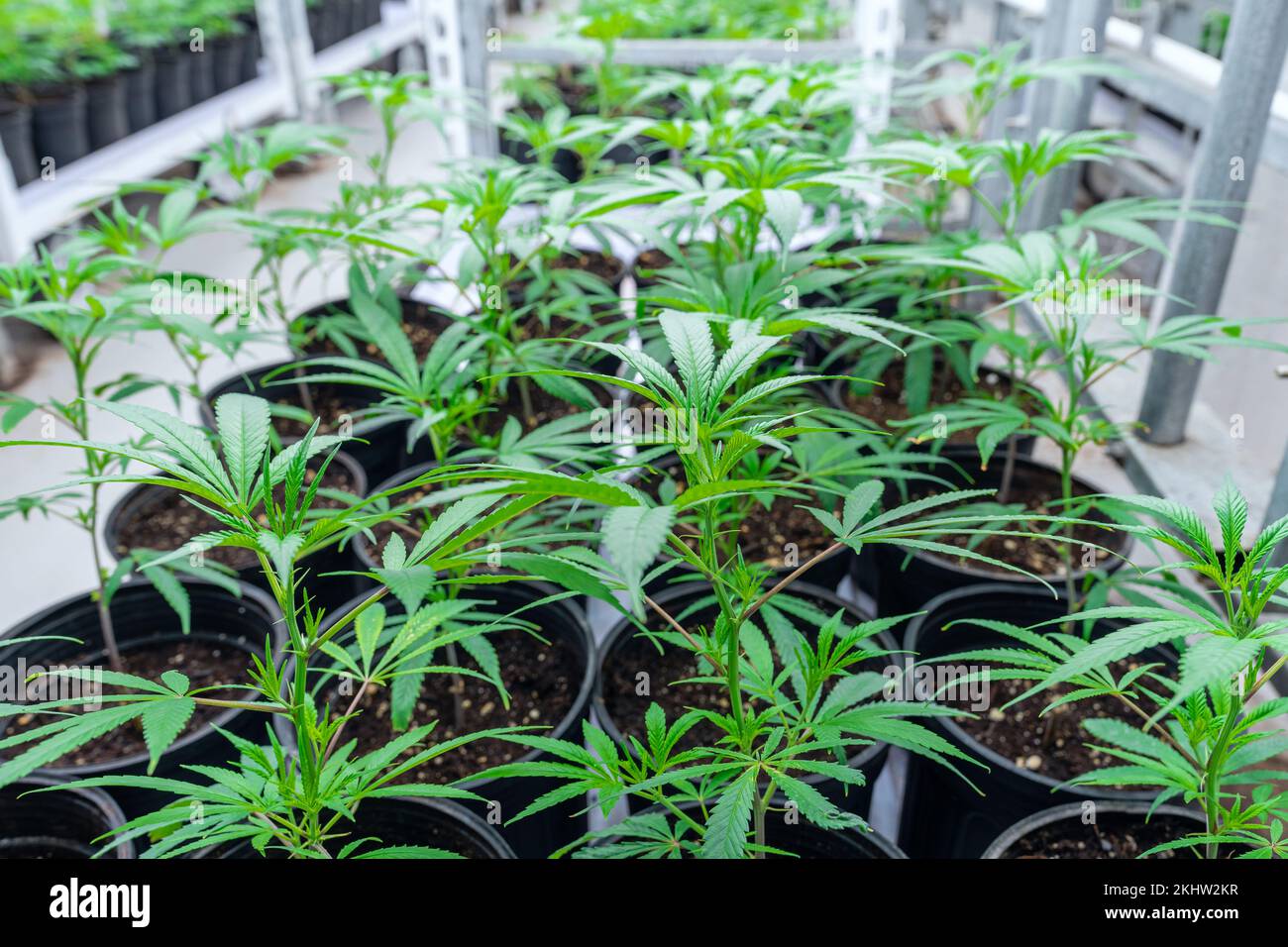 Junge Cannabispflanzen reifen unter künstlichem Licht Stockfoto