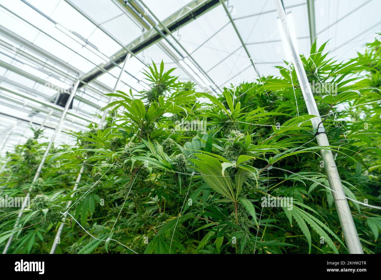 Reife legale Cannabispflanzen bereit für die Ernte Stockfoto
