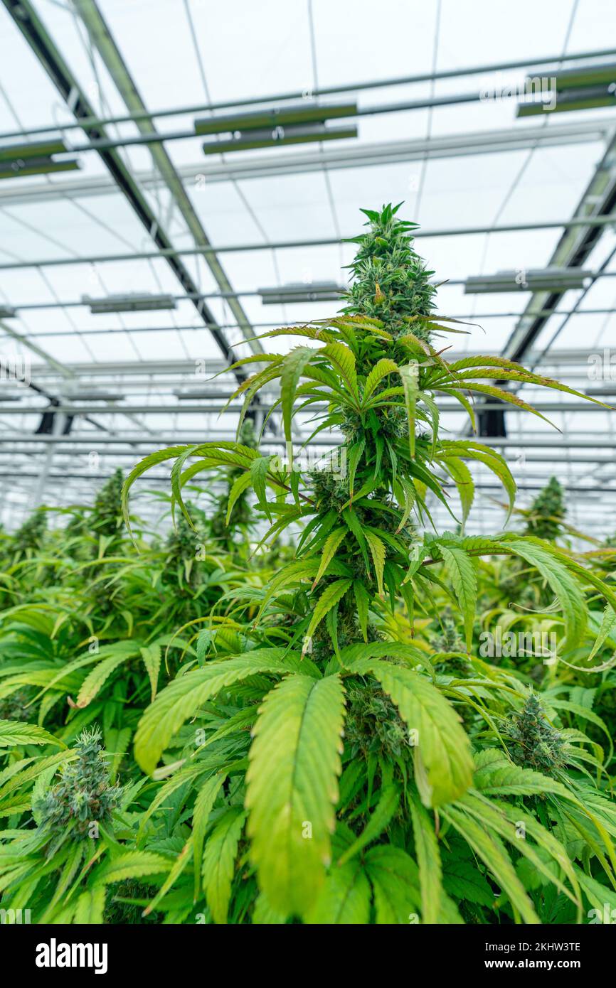 Die Blütenkola einer reifen Cannabispflanze Stockfoto