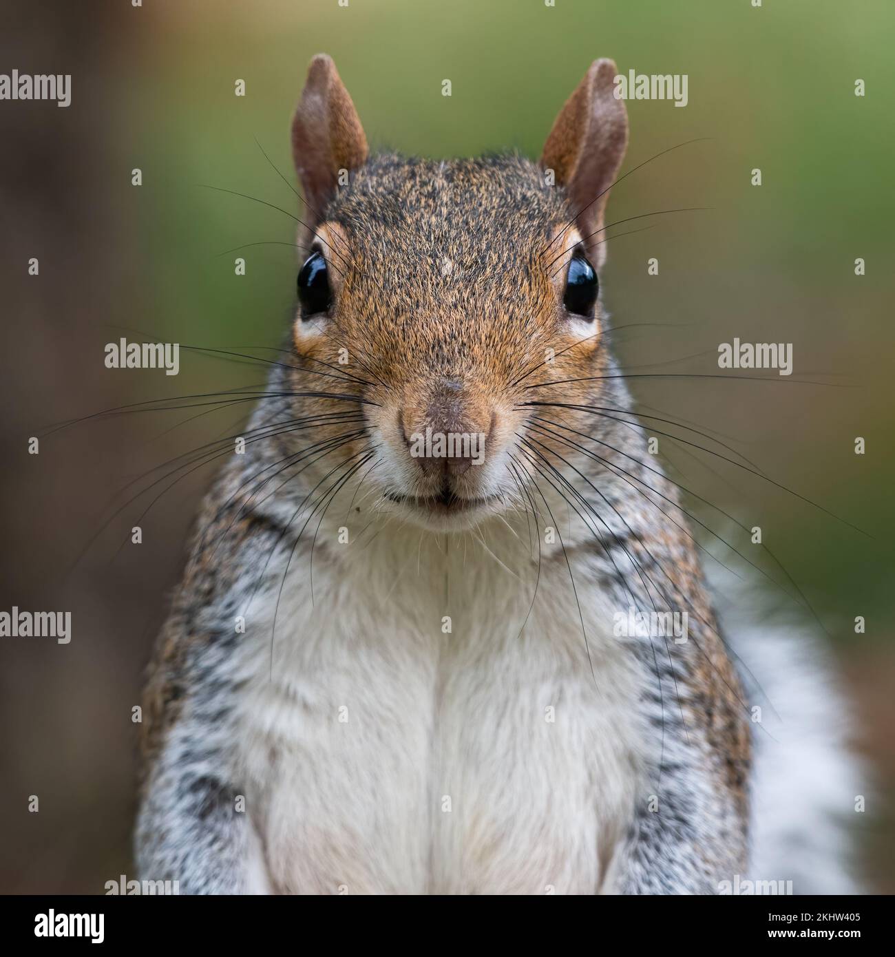 Graues Eichhörnchen (Sciurus carolinensis) in einem Londoner Park Stockfoto