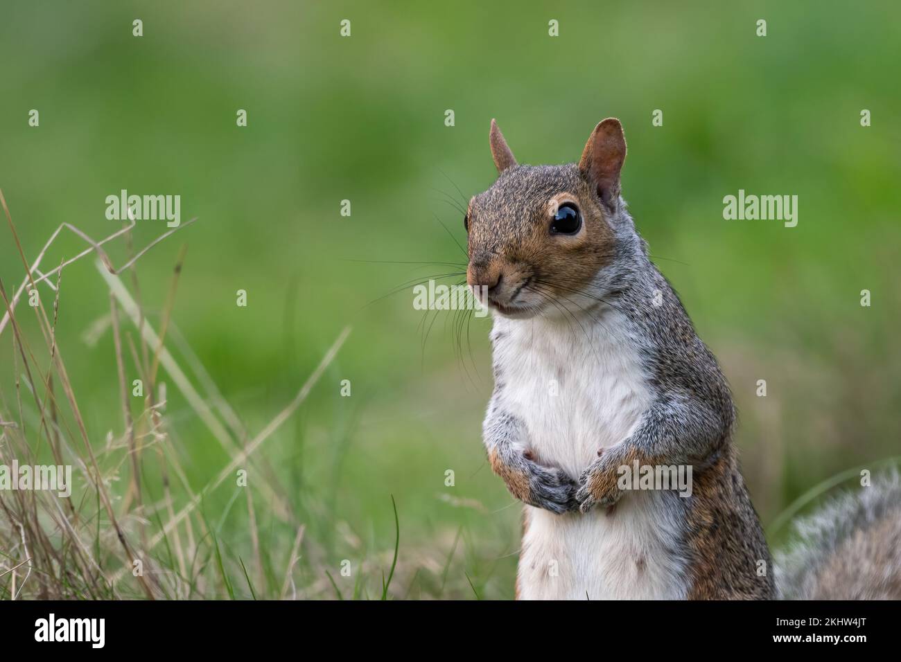 Graues Eichhörnchen (Sciurus carolinensis) in einem Londoner Park Stockfoto