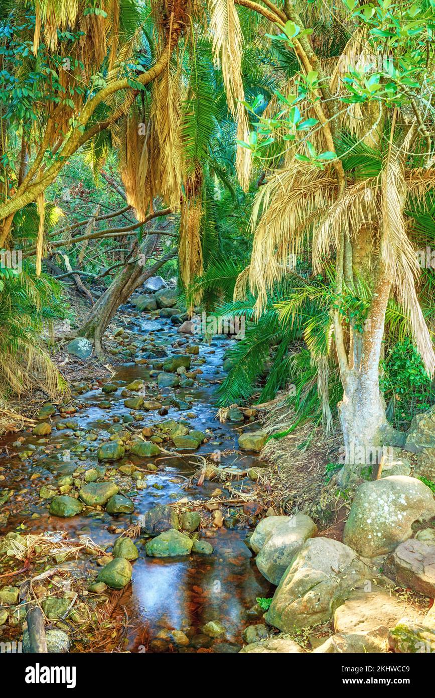 Natur, Wasser und Baumwachstum im Freien im Regenwald im Sommer oder Frühling in einer natürlichen Umgebung. Wälder, Wälder und Landschaft mit einem Fluss Stockfoto