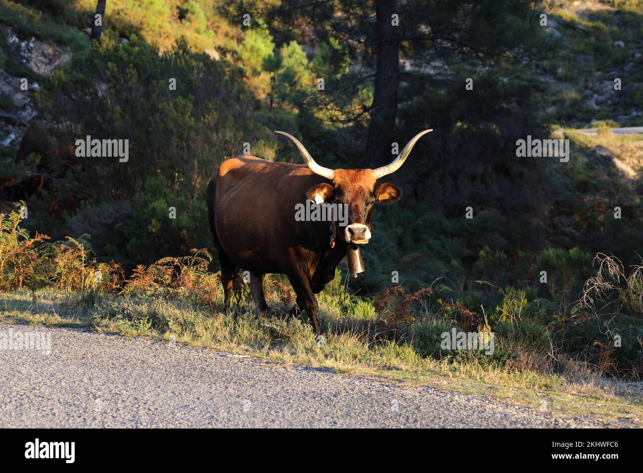 Die Maronesa-Kuh ist eine traditionelle portugiesische Bergrinderrasse, die sich durch ihre Fleisch- und Zugkraft auszeichnet. Nationalpark Peneda-Geres Portugal Stockfoto