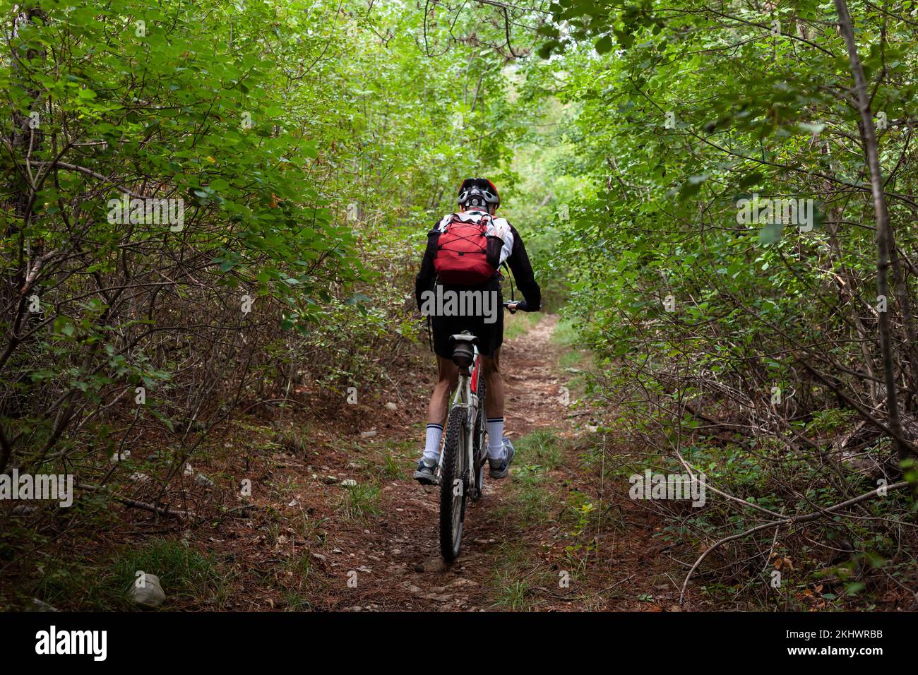 Rückansicht eines erfahrenen Radfahrers. Mountainbiker in den Basovizza Woods fahren auf dem Pfad im Herbstwald entlang. Triest Italien Stockfoto