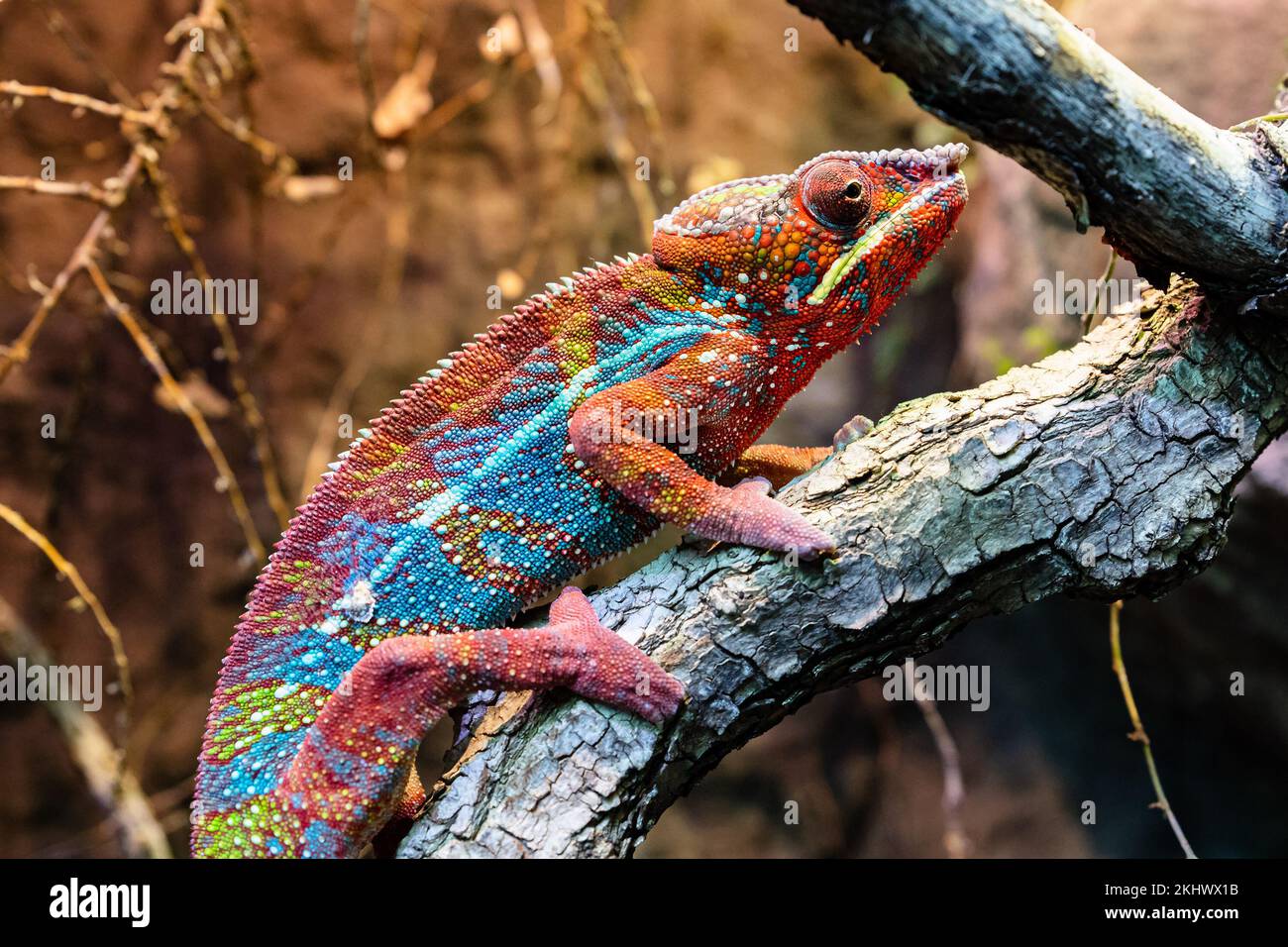 Das Chamäleon der Wiedervereinigung. Reptilien und Reptilien. Amphibien und Amphibien. Tropische Fauna. Tierwelt und Zoologie. Natur- und Tierfotografie. Stockfoto