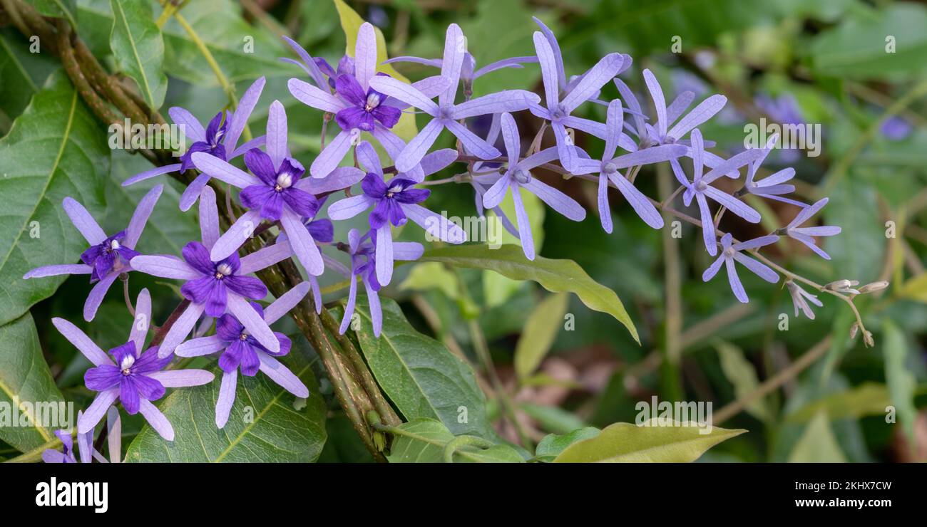 Ansammlung von zarten blau-violetten Blüten von petrea volubilis, auch bekannt als violetter Kranz, Kranz der Königin oder Sandpapierrebe, ein wunderschönes tropisches Klettern Stockfoto
