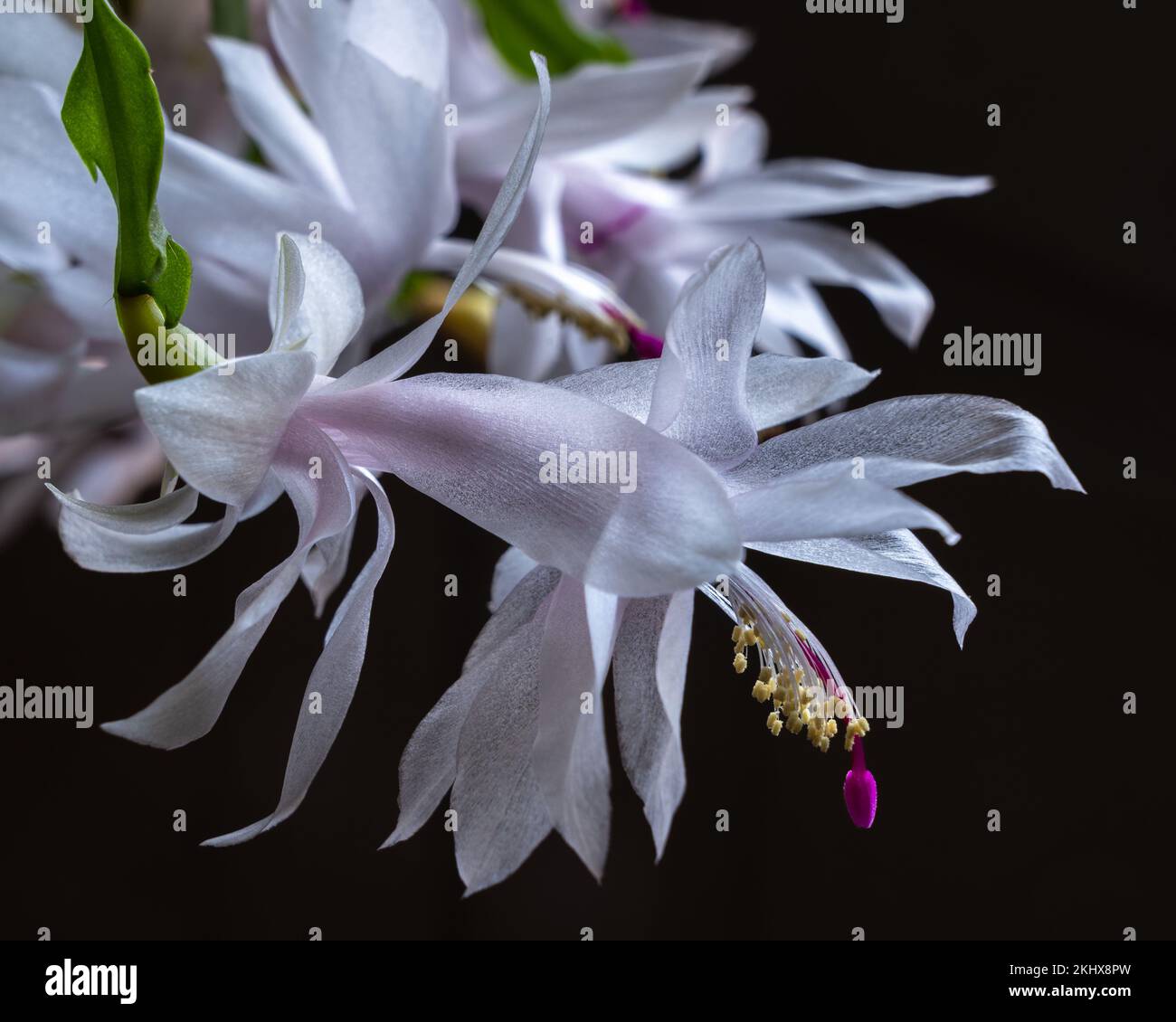 Nahaufnahme der hellen weißen und hellrosa Blüte von schlumbergera, auch bekannt als Weihnachtskaktus oder Thanksgiving-Kaktus, die drinnen auf dunklem Hintergrund blühen Stockfoto