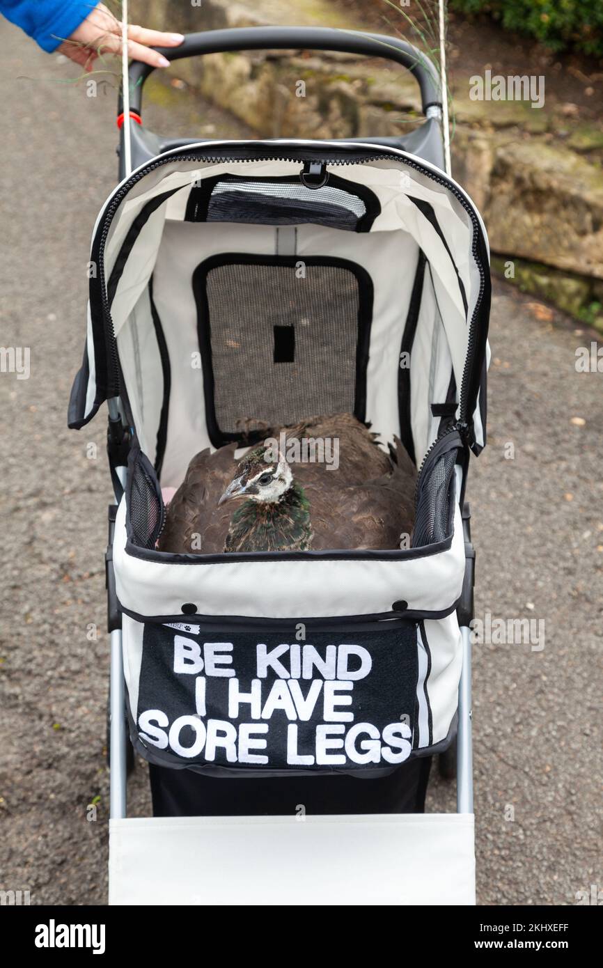 Charlie der Pfau, der verletzte Beine hat, die durch Pittencrieff Park, Dunfermline, Fife geschubst wurden. Stockfoto