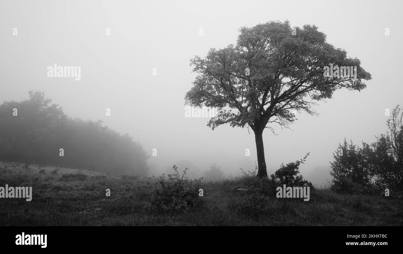 Isolierter Baum in einer nebligen Landschaft Stockfoto
