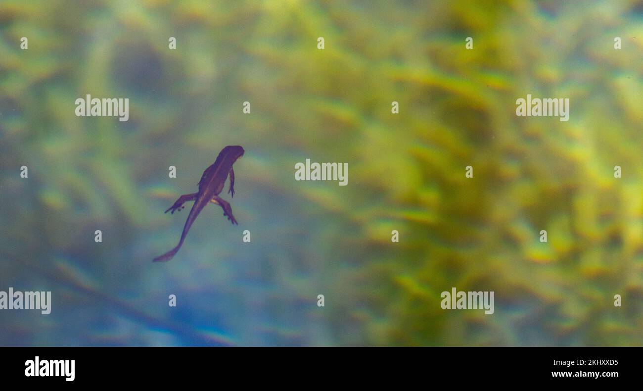 Salamander im Teich. Stockfoto