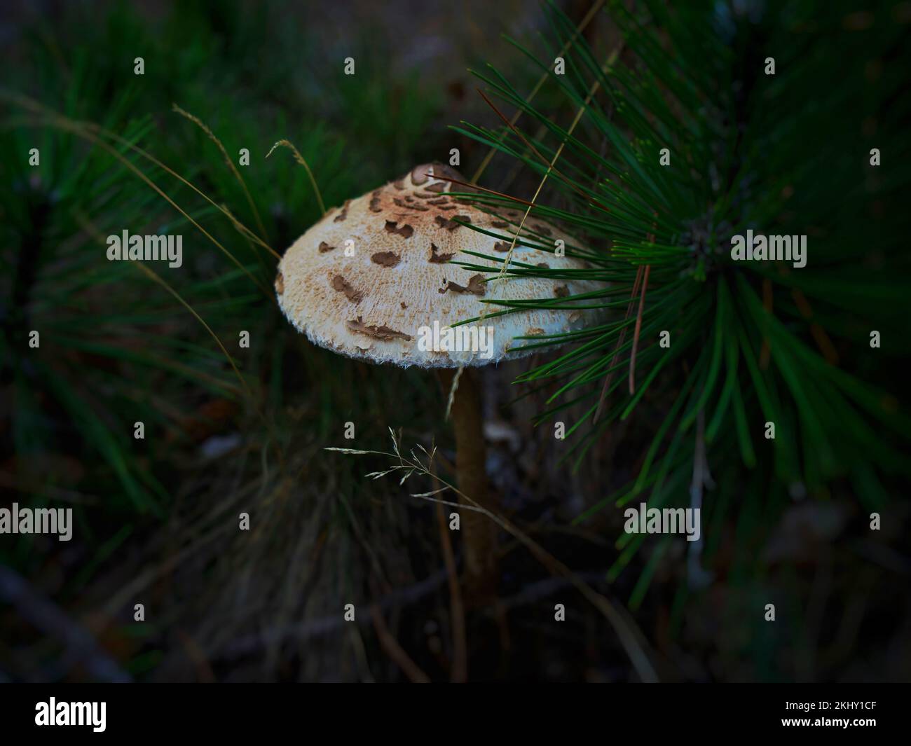 Sonnenschirmpilze im Wald Stockfoto