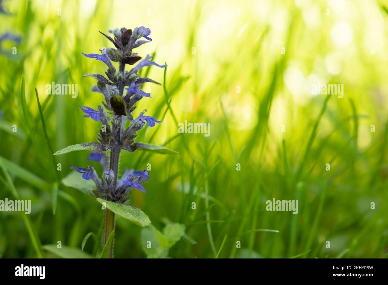 Trommelblume (Ajuga-Reptane) im Gras Stockfotografie