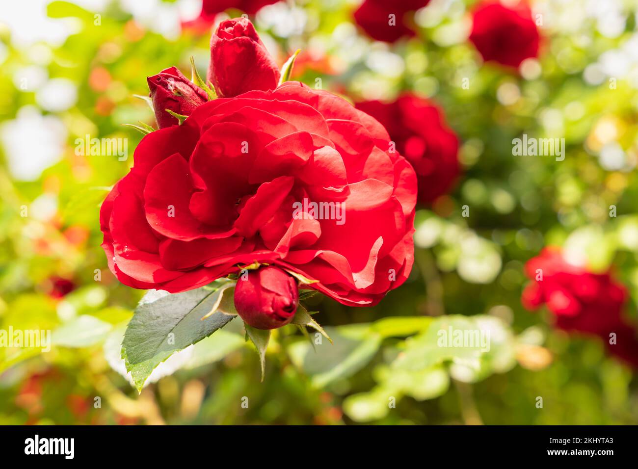 Rosen knospen -Fotos und -Bildmaterial in hoher Auflösung – Alamy