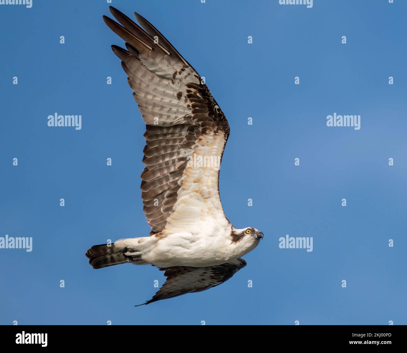 Ein Fischadler, der am Apopka-See entlang fliegt. Stockfoto