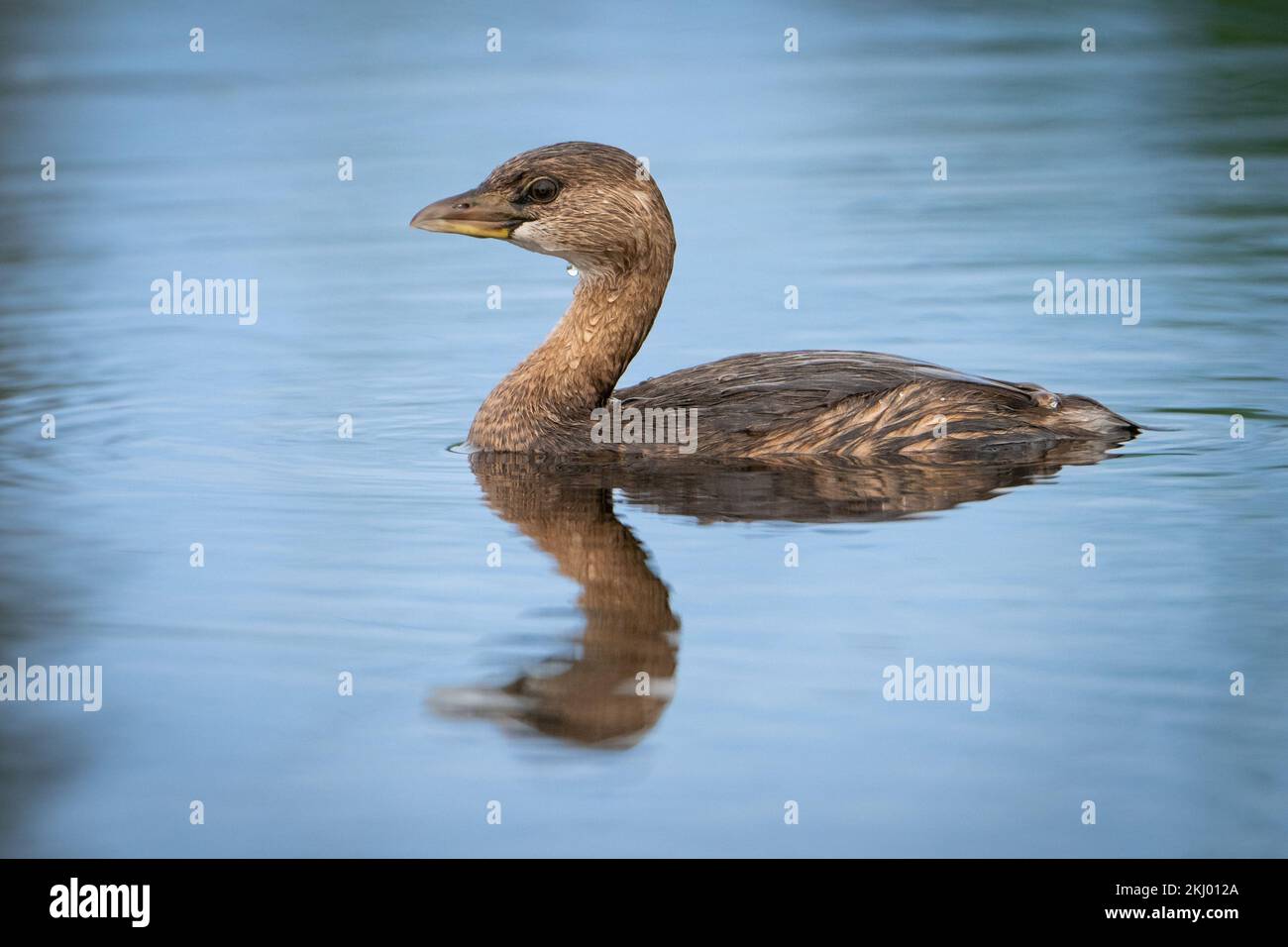 Ein Grieben, das durch das Wasser schwimmt Stockfoto
