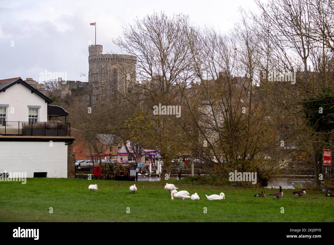 Windsor, Großbritannien. 24.. November 2022. Tragischerweise hat ein Ausbruch der Vogelgrippe die Windsor-Schwanenherde auf der Themse getroffen. In der letzten Woche wurden über 50 tote Schwäne von der örtlichen Schwanenrettungsorganisation Swan Support mitgenommen. Von den Handelsstandards wurden Schilder aufgestellt, die Einheimische und Besucher auffordern, die Schwäne oder andere wilde Vögel an der Themse nicht zu füttern. Leider ignorieren einige Menschen die Ratschläge und riskieren damit eine weitere Ausbreitung der Vogelgrippe, da sich die Schwäne alle zusammenfinden, wenn sie gefüttert werden. Kredit: Maureen McLean/Alamy Live News Stockfoto