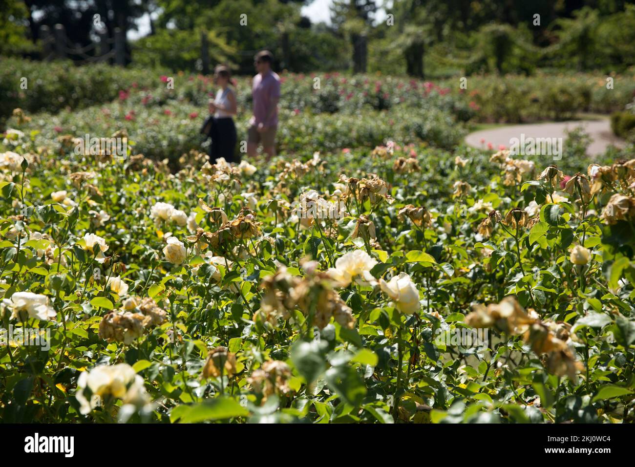 Getrocknete Blumen sind in einem ausgetrockneten Regent's Park in London zu sehen. Stockfoto