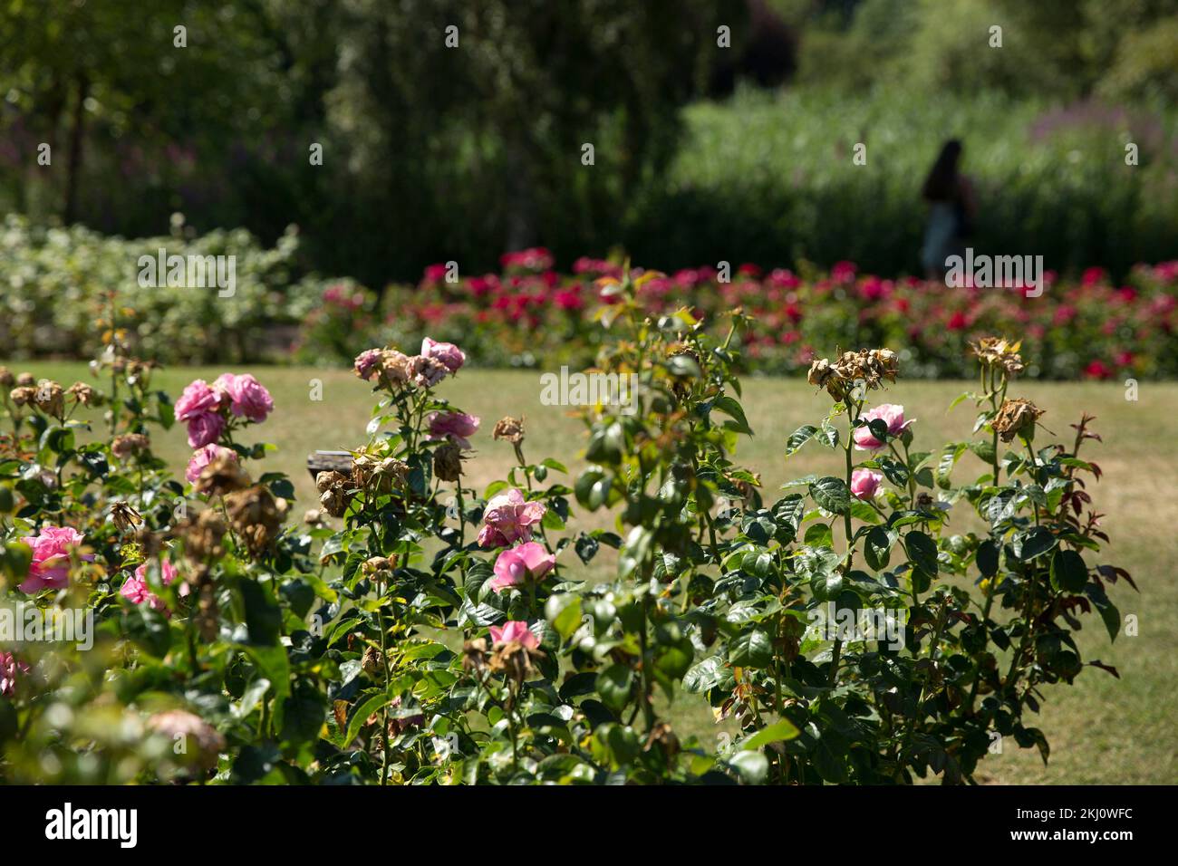 Getrocknete Blumen sind in einem ausgetrockneten Regent's Park in London zu sehen. Stockfoto