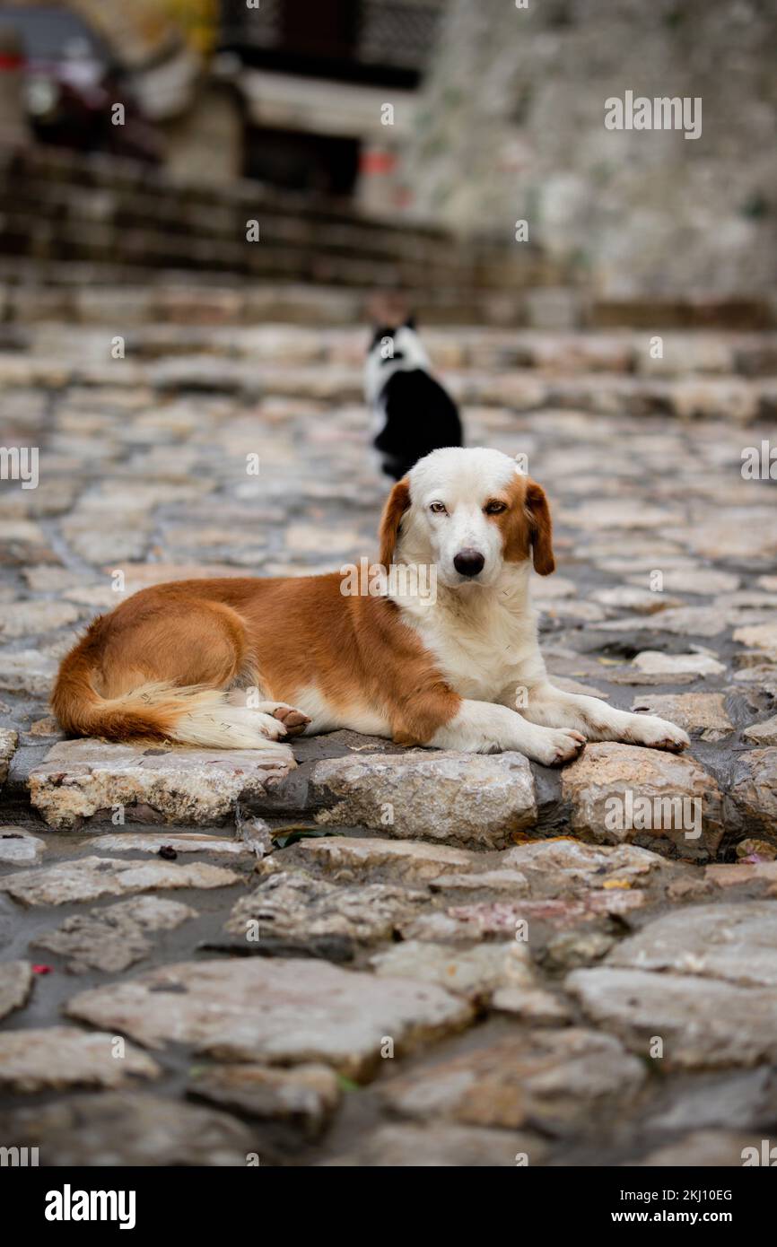 Ein streunender, schöner Hund mitten auf der Straße. Stockfoto