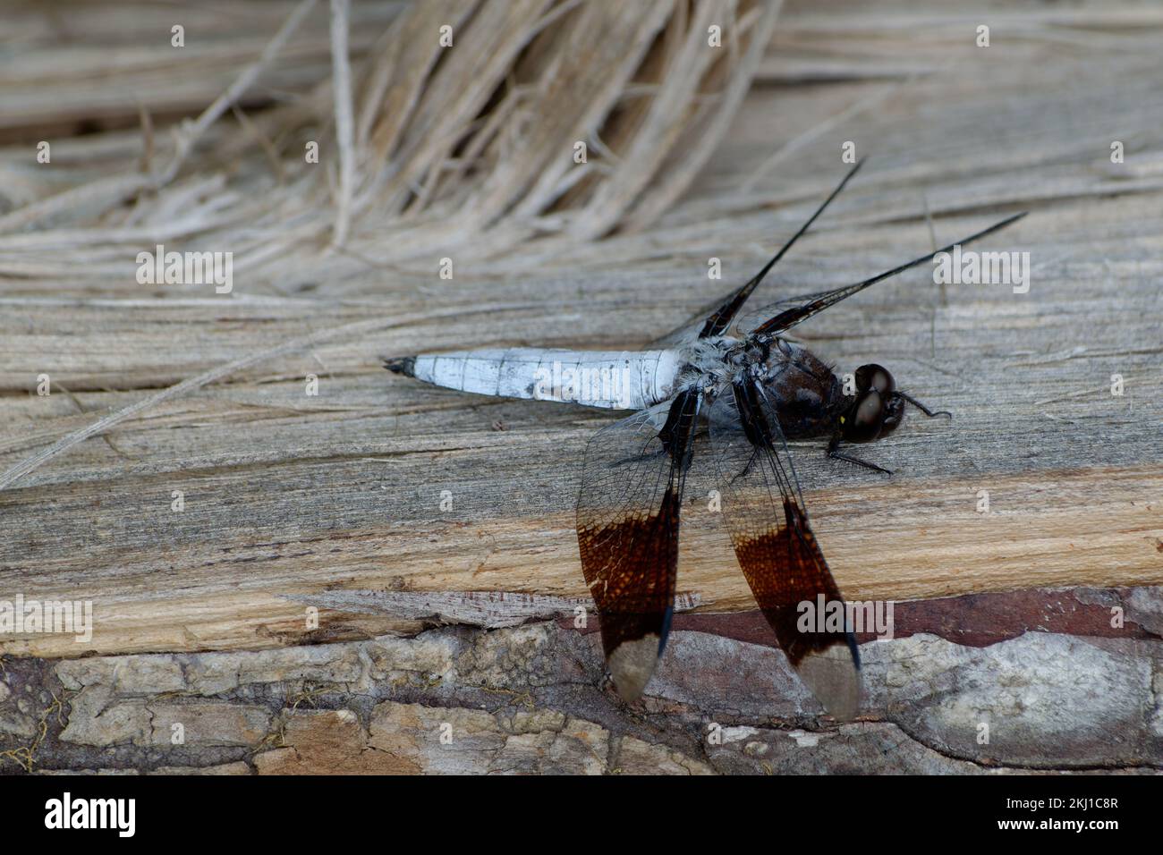 Ein Gewöhnlicher Whitetail-Skimmer-Dragonfly Stockfoto