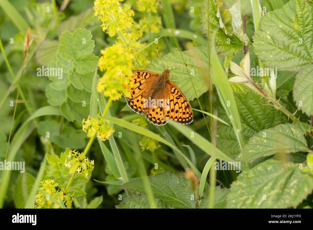 Dunkelgrüne Fritillare (Speyeria aglaja), die auf Grünland ruht. Sussex, Großbritannien. Stockfoto