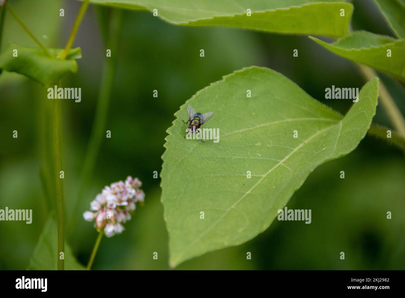 Gewöhnliche grüne Flaschenfliege, die auf dem Blatt einer Sonnenblume mit einem unscharfen grünen Hintergrund ruht Stockfoto