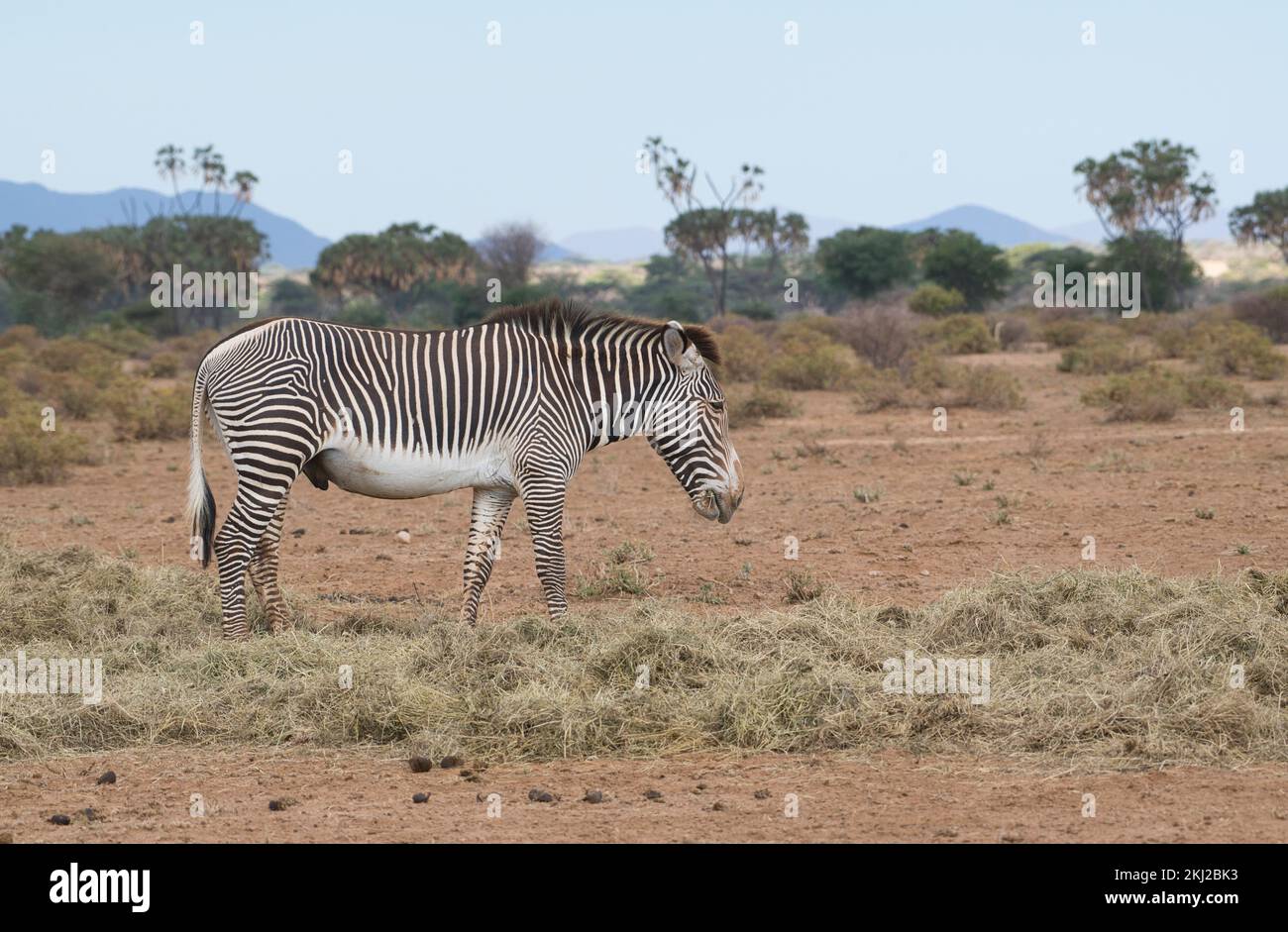 Grevys Zebra (Equus grevyi), das sich von Heu ernährt, das während einer Dürre im Samburu National Reserve, Kenia, ausbrach. Stockfoto