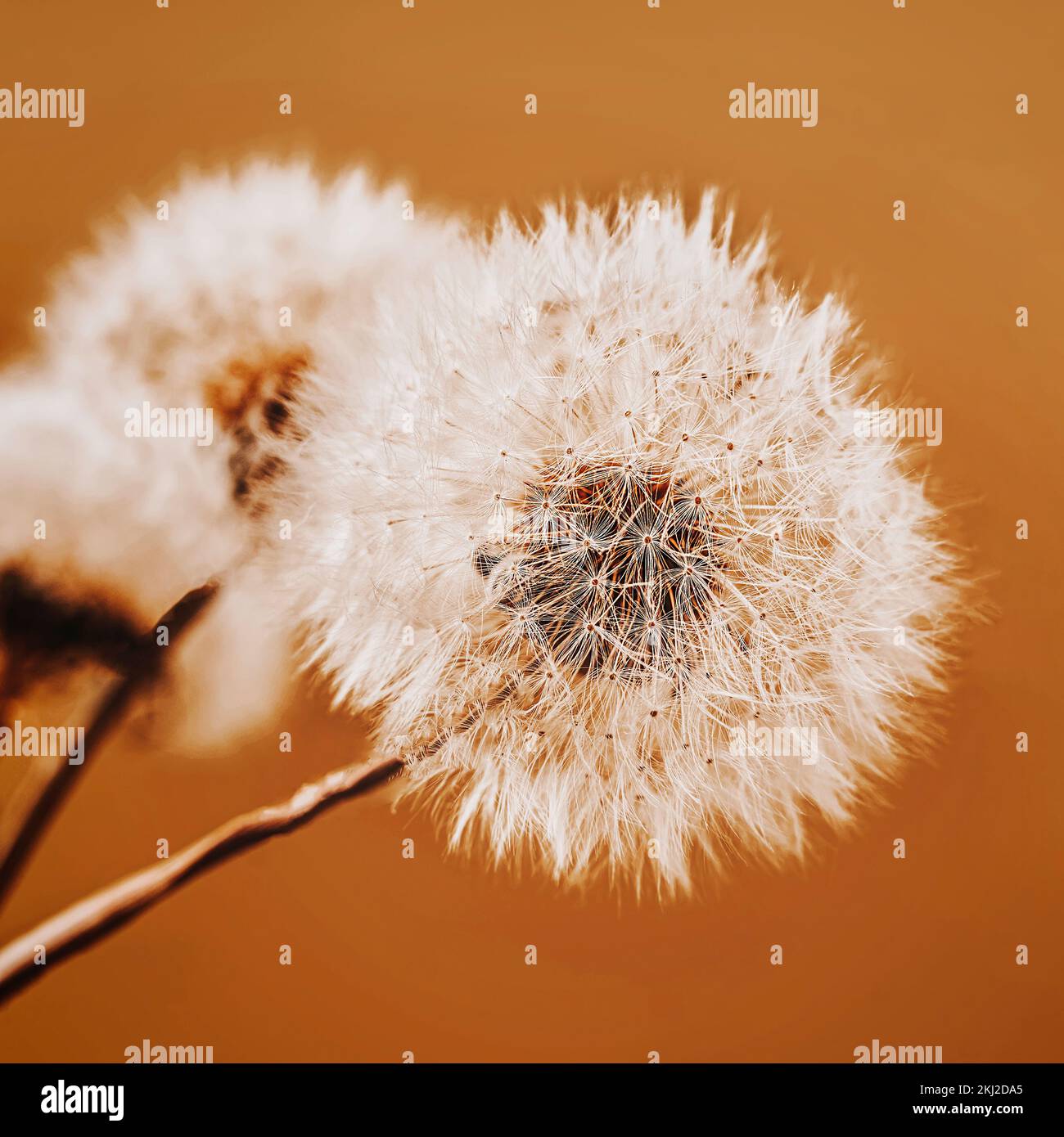 Verschwommene abstrakte Löwenzahnblumen-Nahaufnahme. Selektiver Weichzeichner. Flauschige Blume, Samenmakro. Klassischer Hintergrund Stockfoto