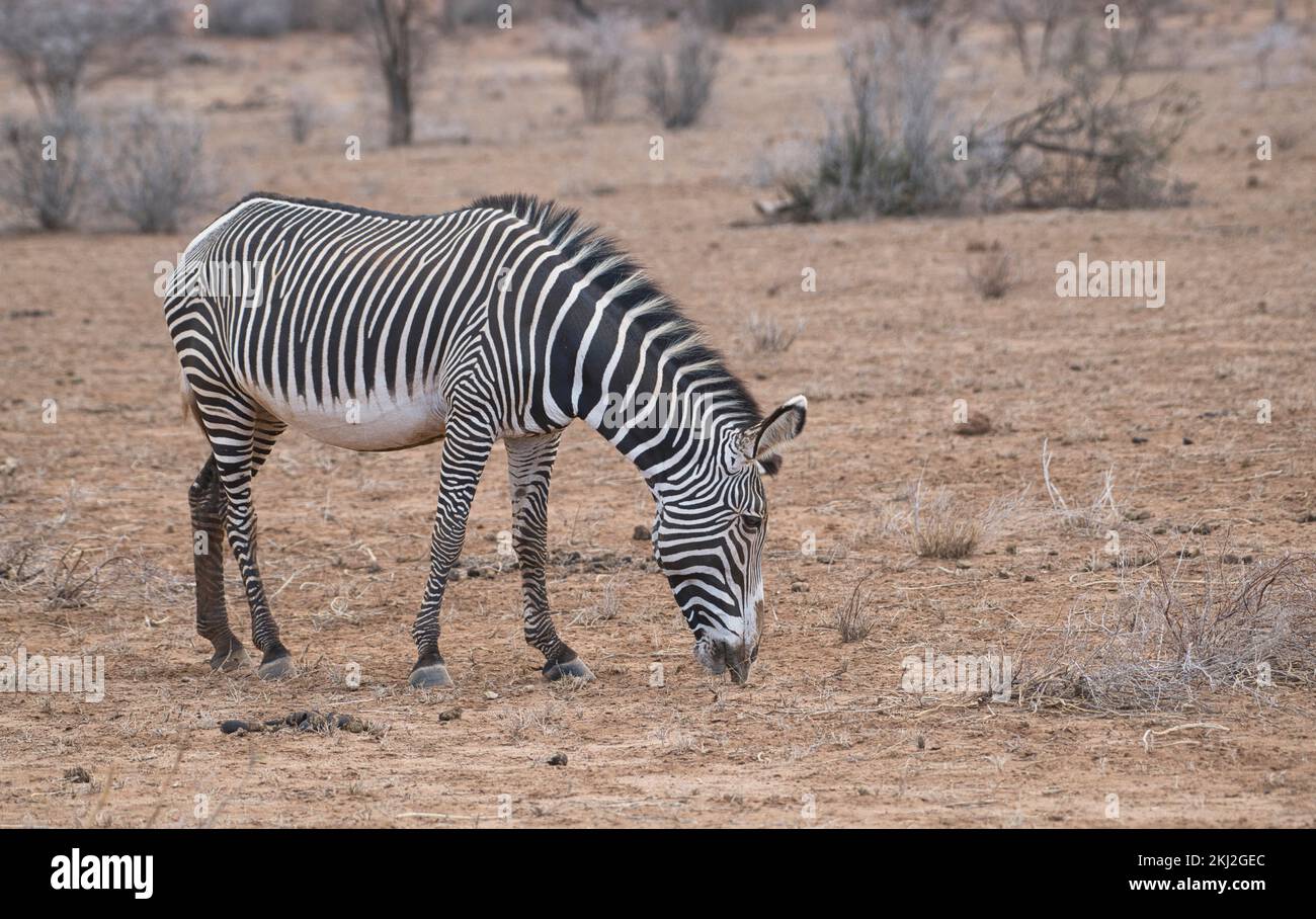 Grevys Zebra (Equus grevyi) sucht während einer Dürre im Samburu National Reserve, Kenia Stockfoto