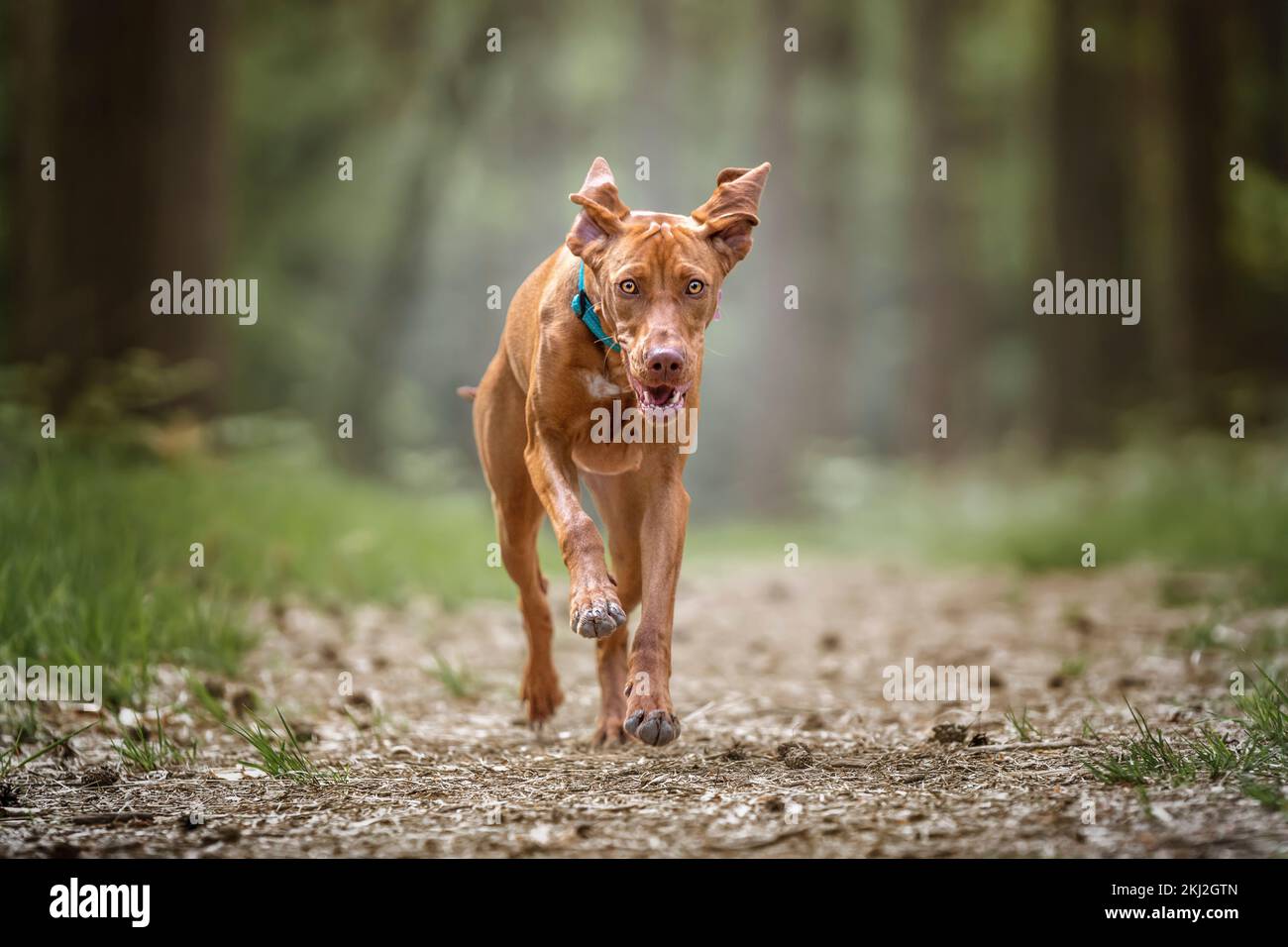 Sprizsla - helle Wiesenfarbe Vizsla, die im Wald direkt auf die Kamera zugeht Stockfoto