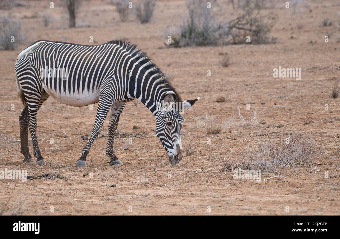 Grevys Zebra (Equus grevyi) sucht während einer Dürre im Samburu National Reserve, Kenia Stockfoto