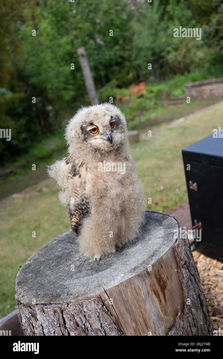 Eine jugendliche Eule des Eurasischen Adlers im Muncaster Castle im Western Lake District. - Hawk und Owl Centre Stockfoto