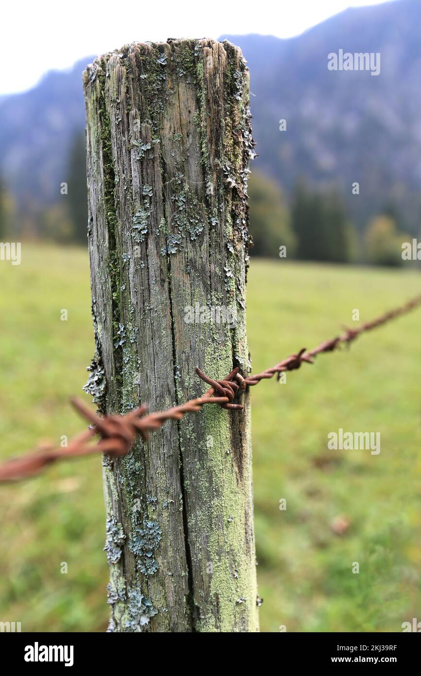 Verwitterter Holzzaunpfahl mit rostigem Stacheldraht Stockfoto